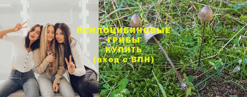 Галлюциногенные грибы Magic Shrooms  где купить   дарк нет клад  Алагир 